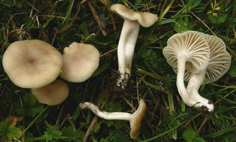 Diverse Hygrocybe da determinare/confermare.